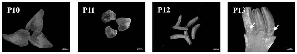 Microsampling method for organ morphogenesis period of Chinese narcissus