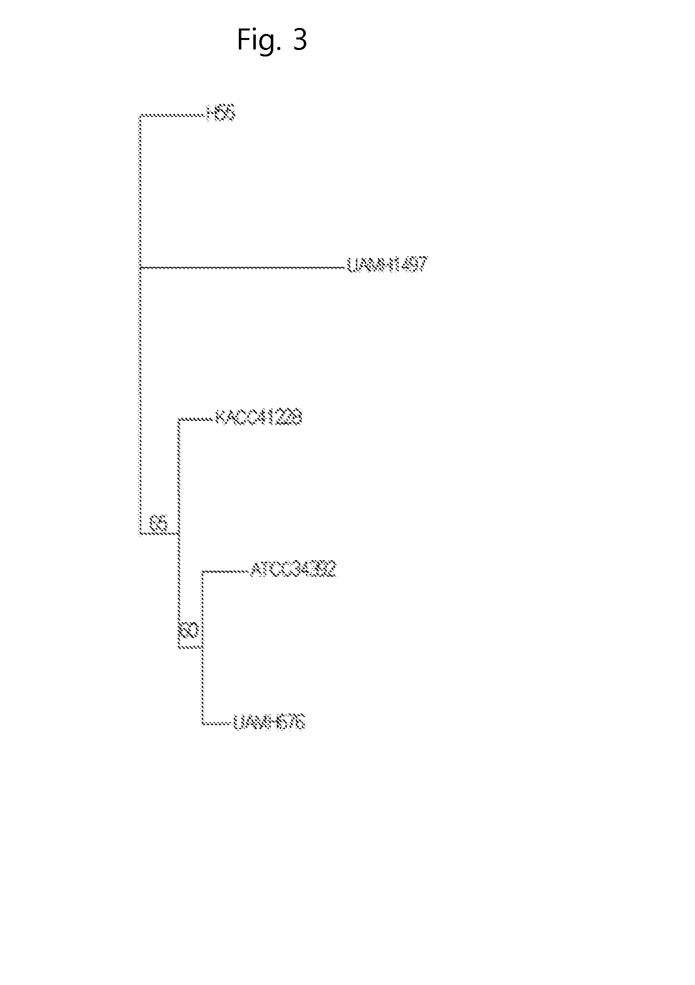 Novel xylogone ganodermophthora strain with antifungal activity, and composition including same for preventing plant diseases