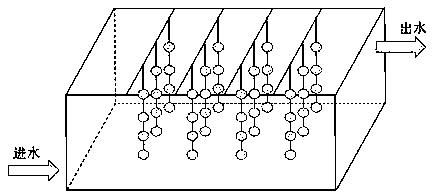 Application method of sulfur autotrophic denitrification biological carrier in anoxic tank