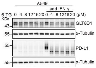 Application of mercaptopurine and derivatives thereof in preparation of drugs for removing malignant tumor immunosuppression