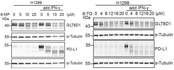 Application of mercaptopurine and derivatives thereof in preparation of drugs for removing malignant tumor immunosuppression