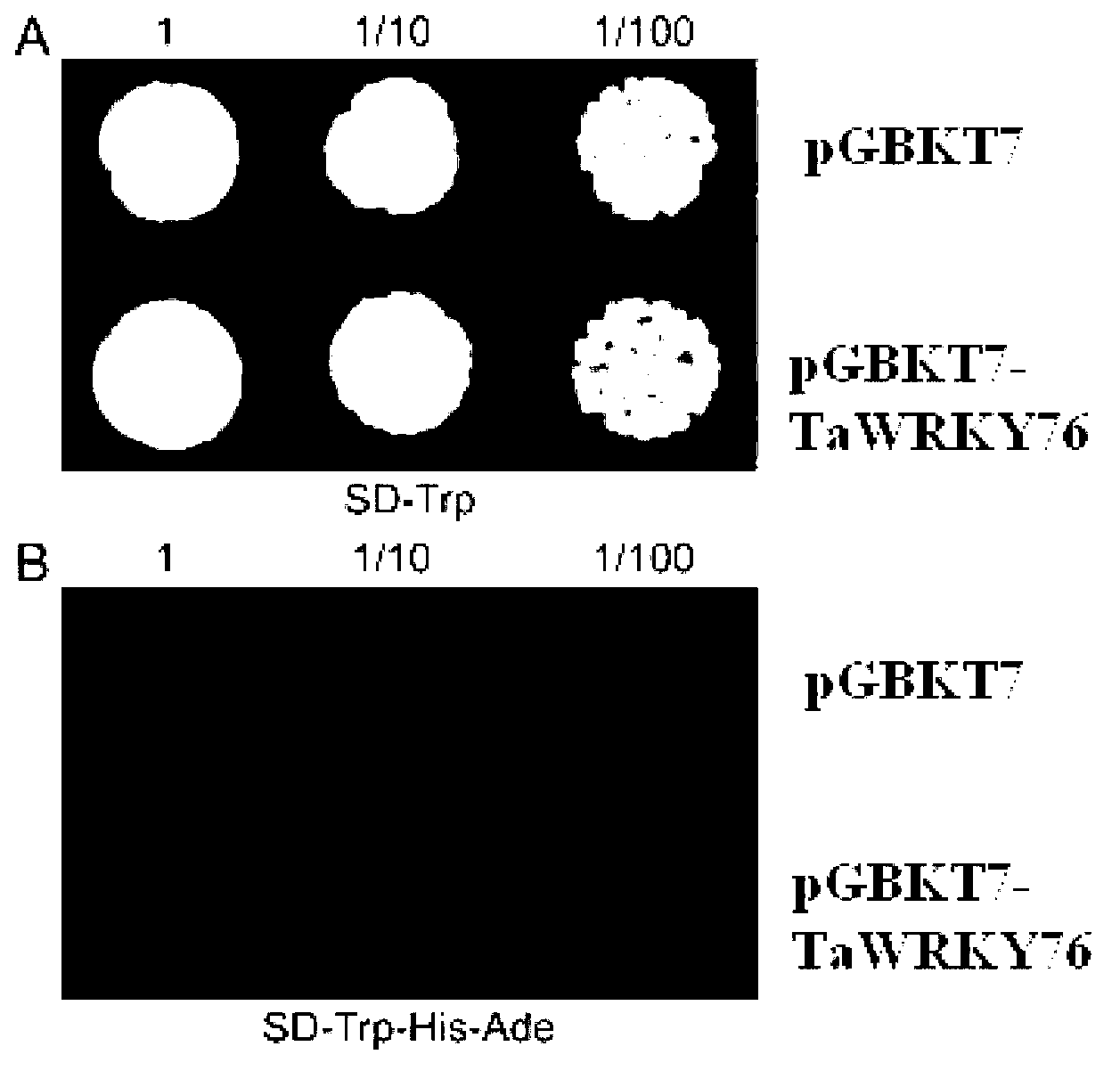 Wheat leaf developmental gene TaWRKY76 and application thereof