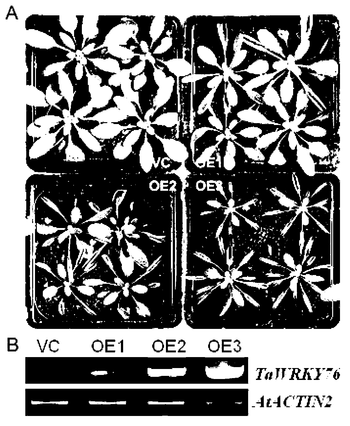 Wheat leaf developmental gene TaWRKY76 and application thereof