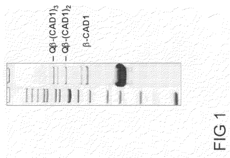 T-Cadherin antigen arrays and uses thereof