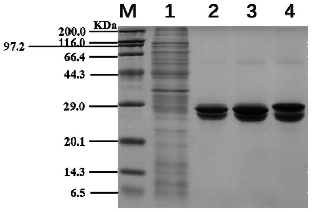 Nitrile hydratase mutant and application thereof