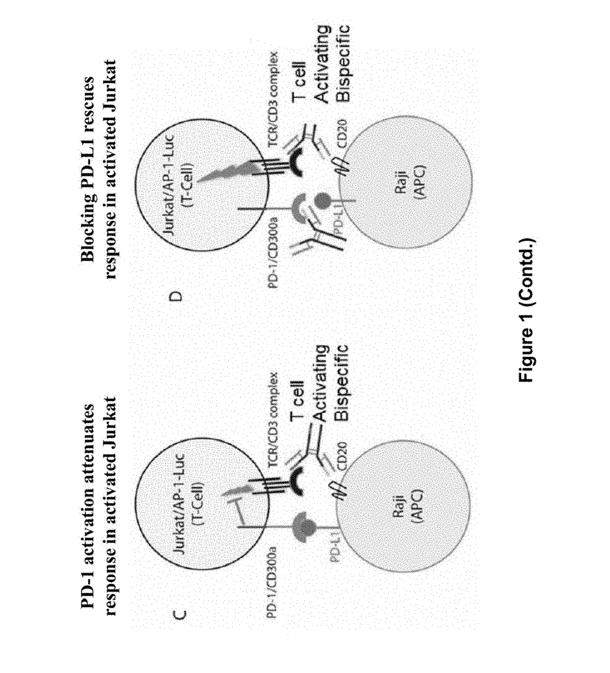 Human antibodies to PD-L1