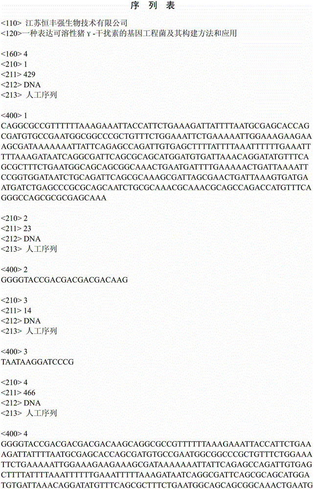 Genetically engineered bacterium for expressing solubility pig gamma-interferonPoIFN-gamma and construction method and application of genetically engineered bacterium