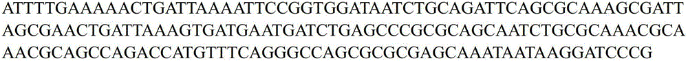 Genetically engineered bacterium for expressing solubility pig gamma-interferonPoIFN-gamma and construction method and application of genetically engineered bacterium