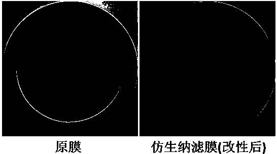 Bionic nanofiltration membrane for extracting humic acid from landfill leachate membrane concentrate and preparation method of bionic nanofiltration membrane