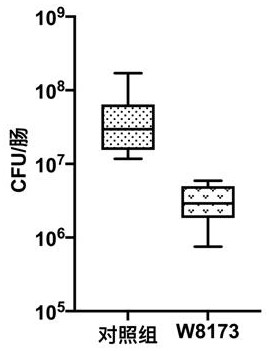 A strain of Lactobacillus w8173 and its application