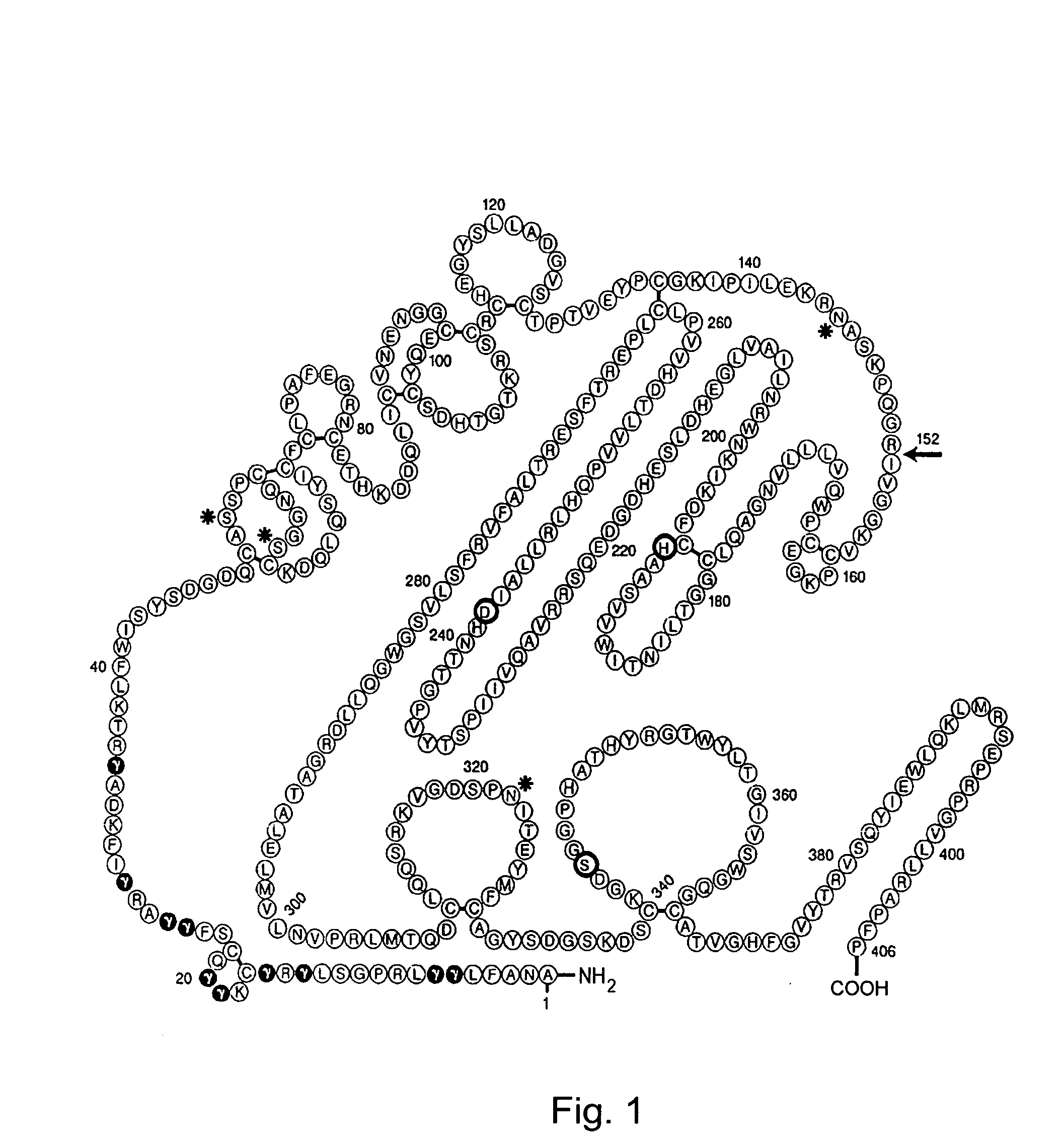 Coagulation Factor VII polypeptides