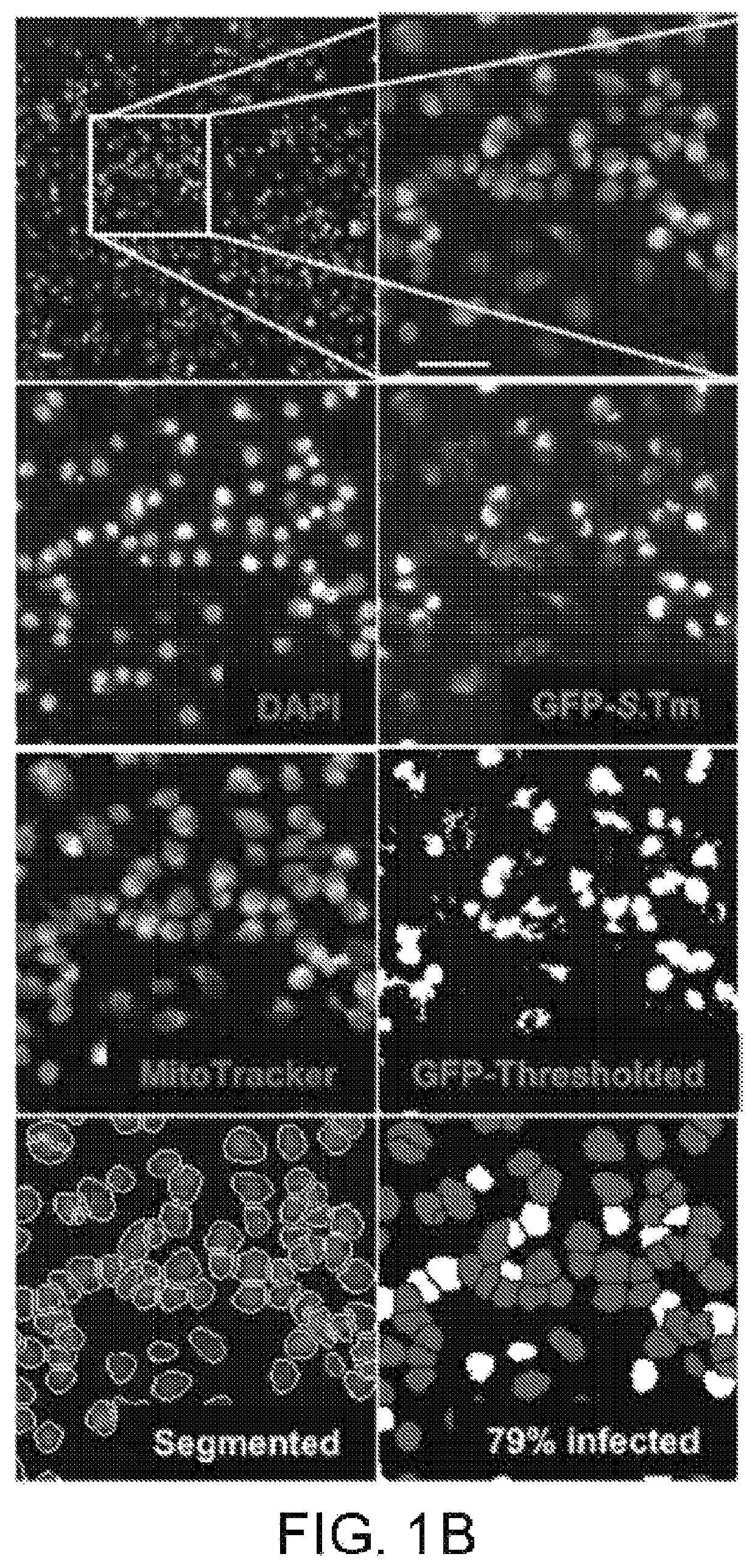 Small molecule inhibitors of bacterial efflux pumps and methods of using same