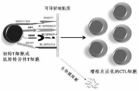 Cell membrane for rapid amplification of NK cells and application thereof