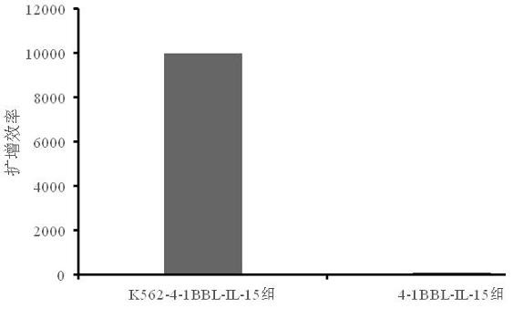 Cell membrane for rapid amplification of NK cells and application thereof