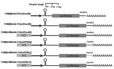 Enhancer Hr3