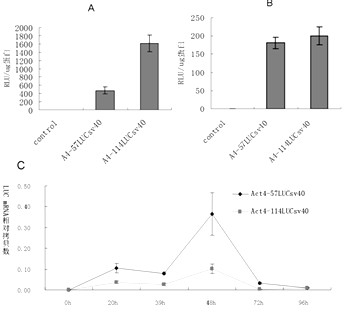 Enhancer Hr3