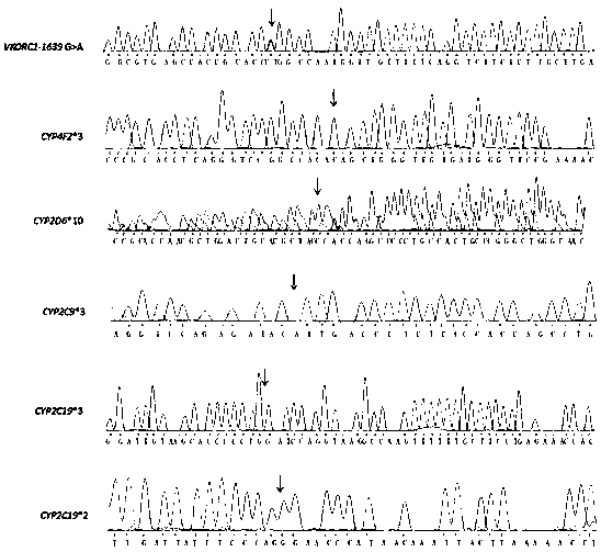 Primer set capable of synchronously detecting related gene polymorphism of anticoagulant drug and application