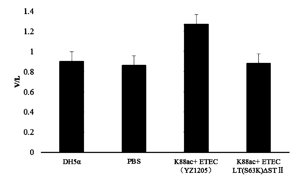 Construction method and application of a k88ac+ attenuated strain of enterotoxigenic Escherichia coli