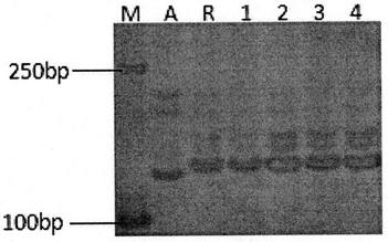 Molecular marker assisted efficient selection method of typical/stained abortion type restorer lines of japonica rice