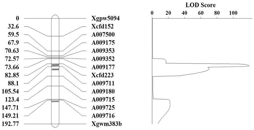 A series of molecular markers and their application in molecular markers of wheat ear germination genes