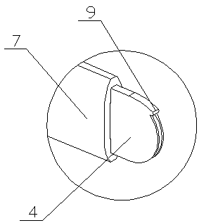 Food processing sturgeon laparotomizing device