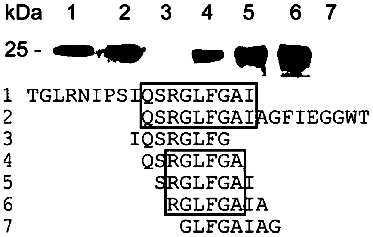 Epitope peptide capable of inducing broad-spectrum protective antibody by H1N1 influenza virus hemagglutinin and application