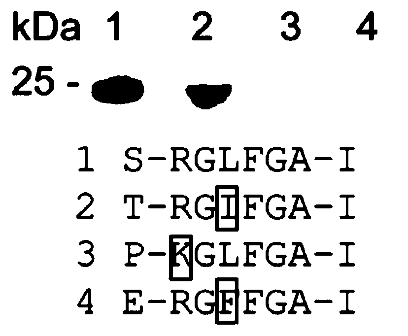 Epitope peptide capable of inducing broad-spectrum protective antibody by H1N1 influenza virus hemagglutinin and application