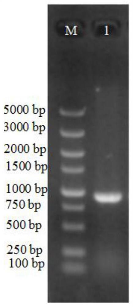 A kind of crispr/cas9 carrier for sugarcane and its construction method and application