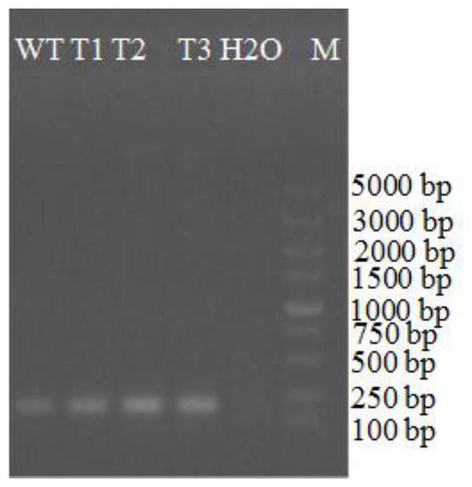 A kind of crispr/cas9 carrier for sugarcane and its construction method and application