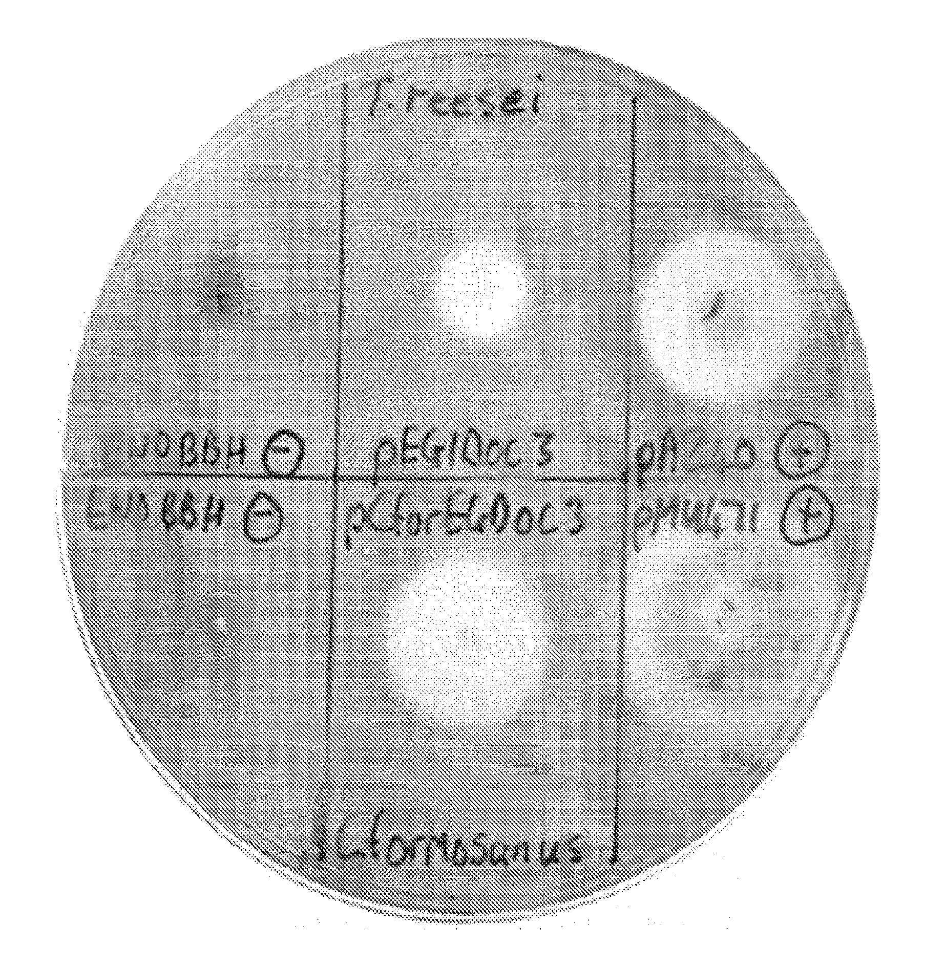 Yeast Cells Expressing An Exogenous Cellulosome And Methods of Using The Same