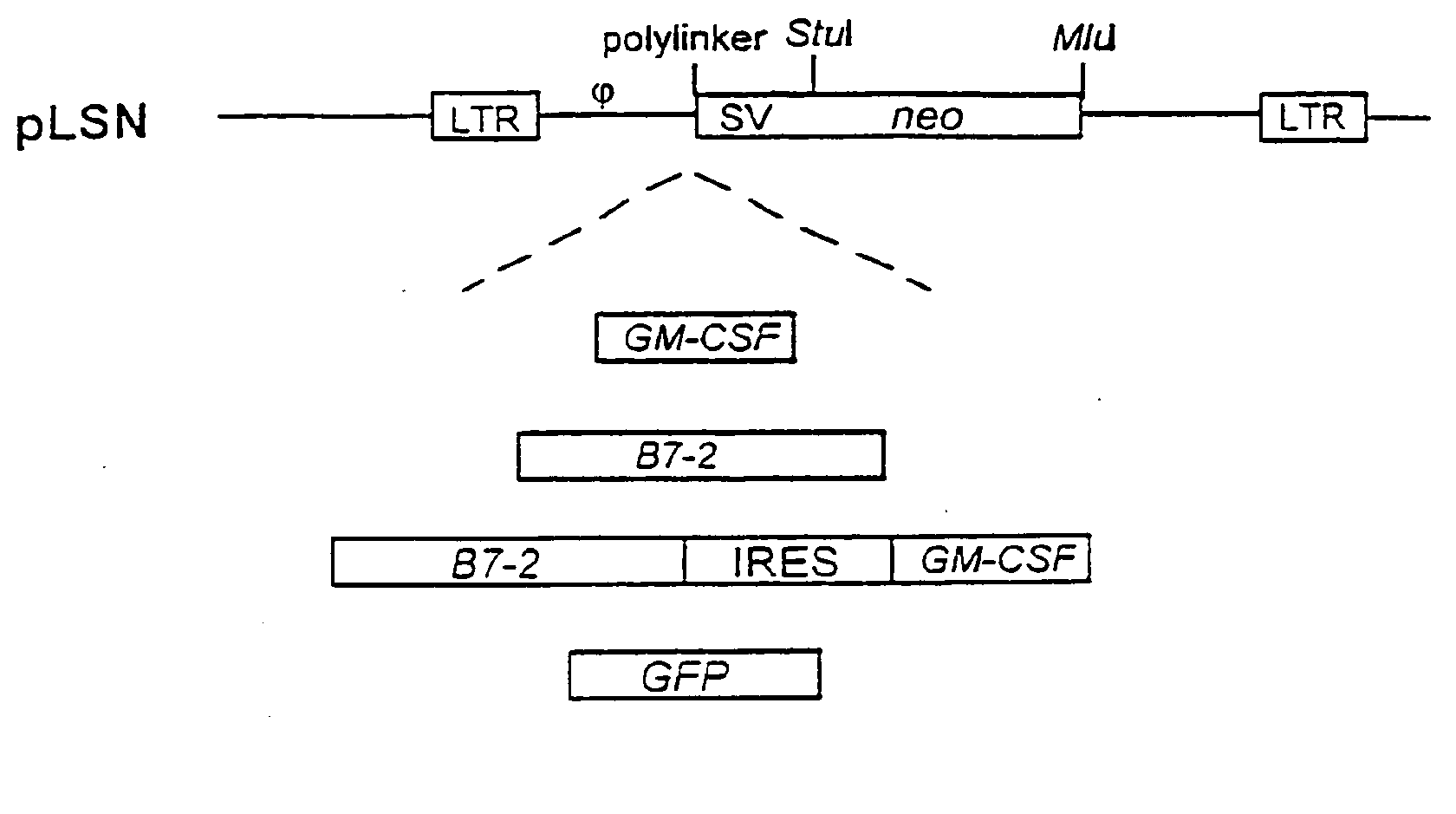 Combination Immunogene Therapy