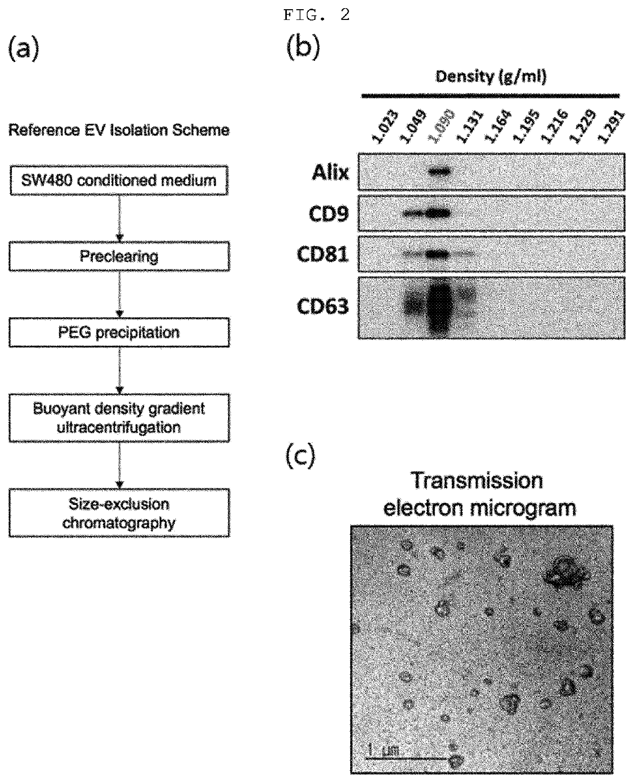 Analysis method for extracellular vesicles, using size exclusion chromatography, and use for same