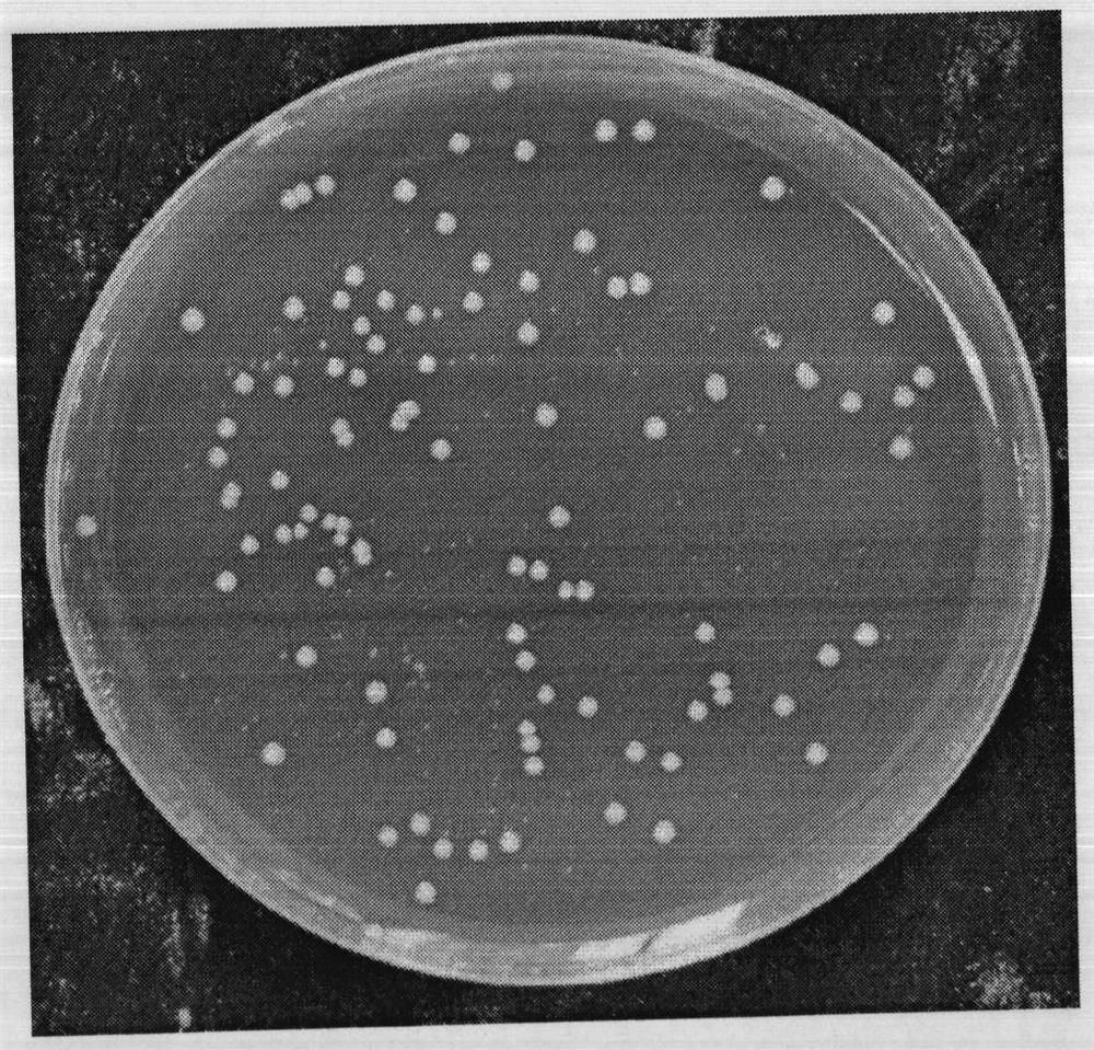 Application of Bacteroides fragilis in Animal Breeding