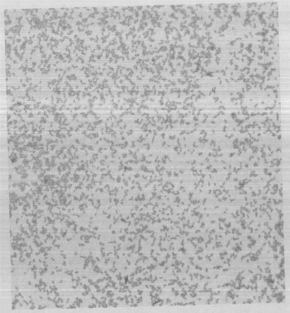 Application of Bacteroides fragilis in Animal Breeding