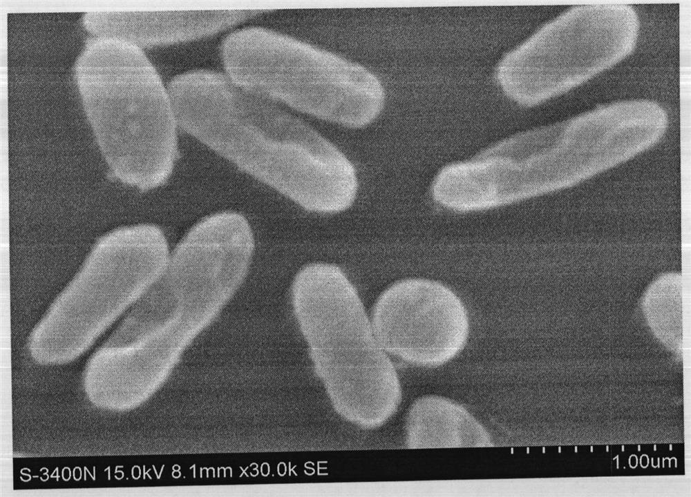 Application of Bacteroides fragilis in Animal Breeding