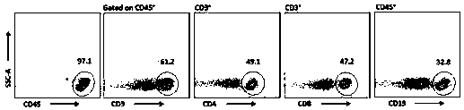 Mouse pancreas infiltrated immune cell separation method