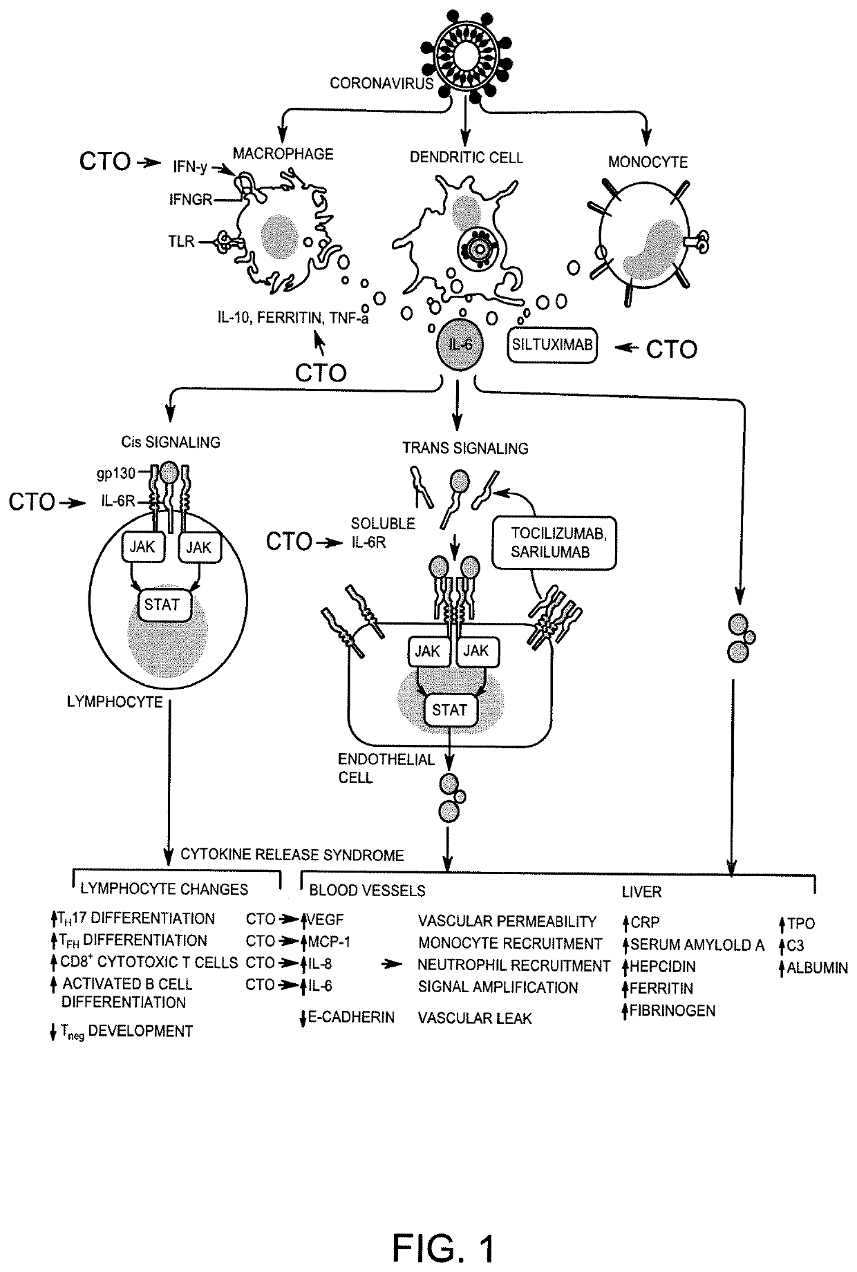 Mehods and Compositions for Treating SARS-CoV-2 Infection using Carboxyamidotriazole Orotate