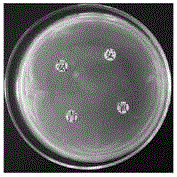 Fragrant pig derived cholesterol-assimilating and oxygen-resistant bifidobacterium BZll