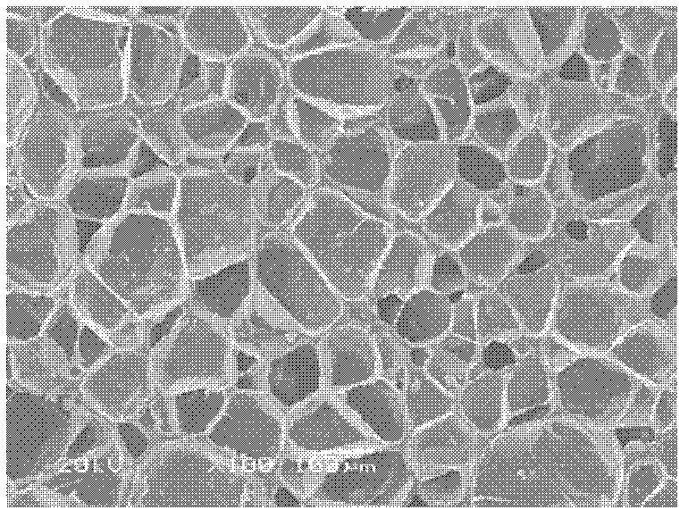 Elastic foamed material and preparation method of elastic foamed material