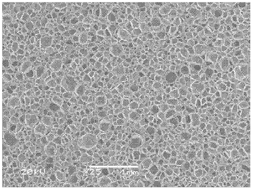 Elastic foamed material and preparation method of elastic foamed material