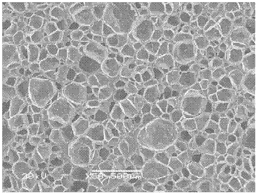 Elastic foamed material and preparation method of elastic foamed material