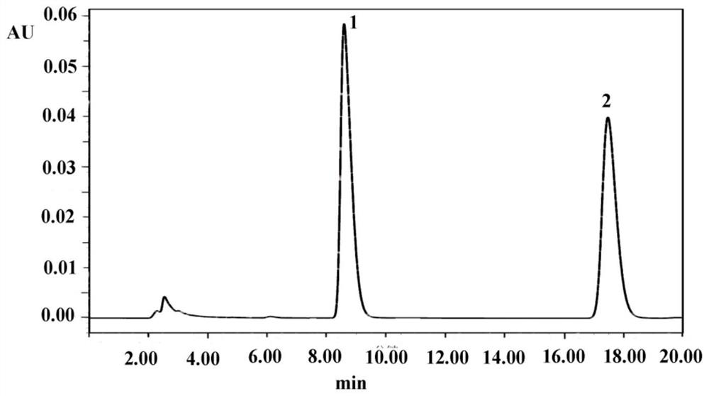 Endophytic fungus ws01 of Gastrodia elata and its application in increasing the content of gastrodin in Gastrodia elata