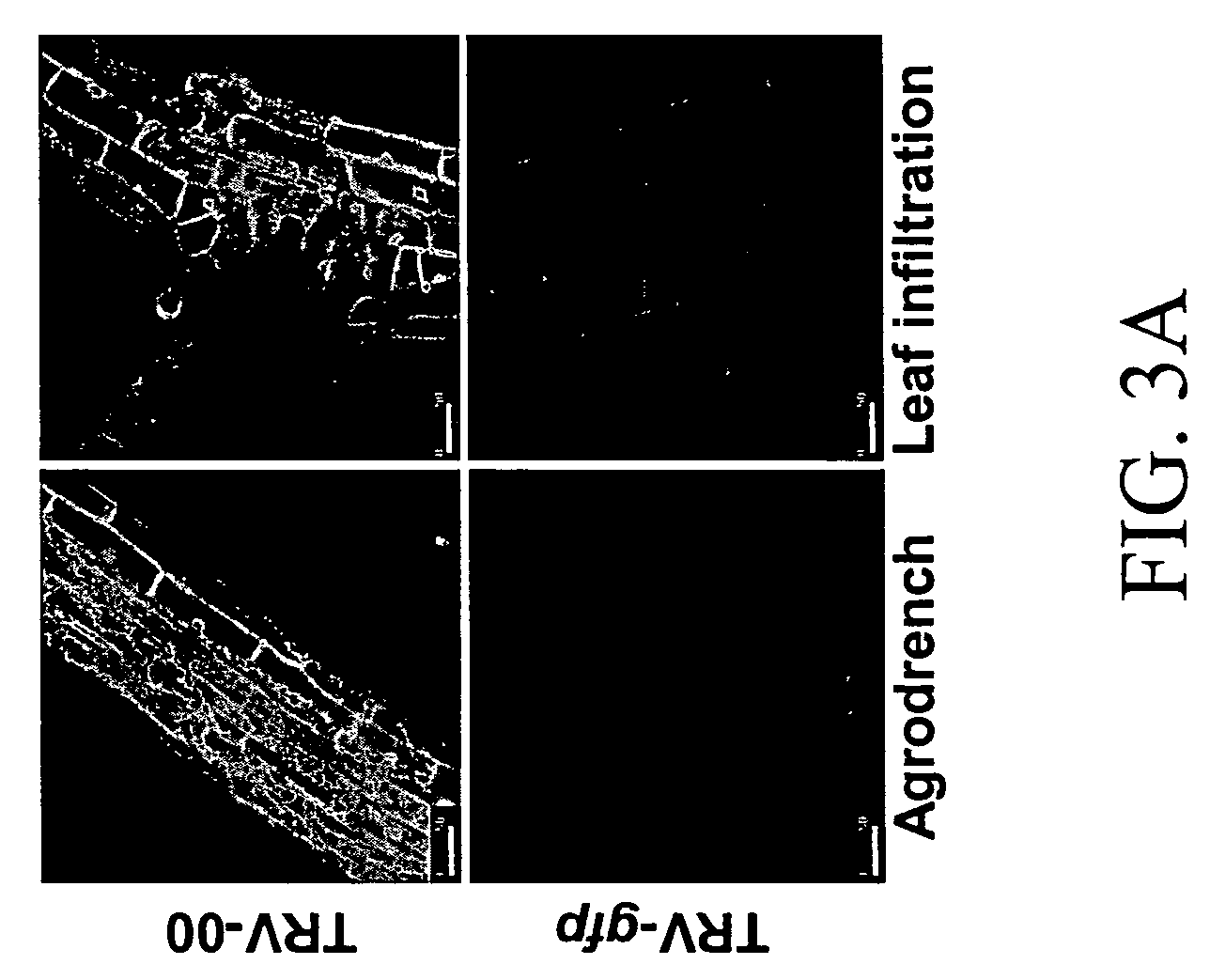 Root agroinoculation method for virus induced gene silencing