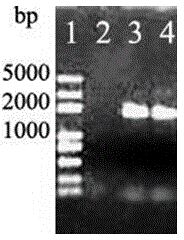 Extraction method of mycelial fungus genome