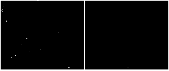 Preparation method of super-hydrophilic oleophobic net film and application thereof in oil water separation