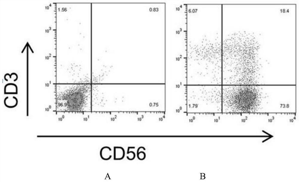 A kind of trophoblast cell and its application in expanding human NK cells