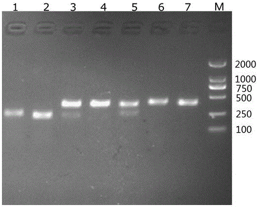 Primer and method for rapidly distinguishing larimichthys polyactis and larimichthys crocea and determining hybrid variety of larimichthys polyactis and larimichthys crocea