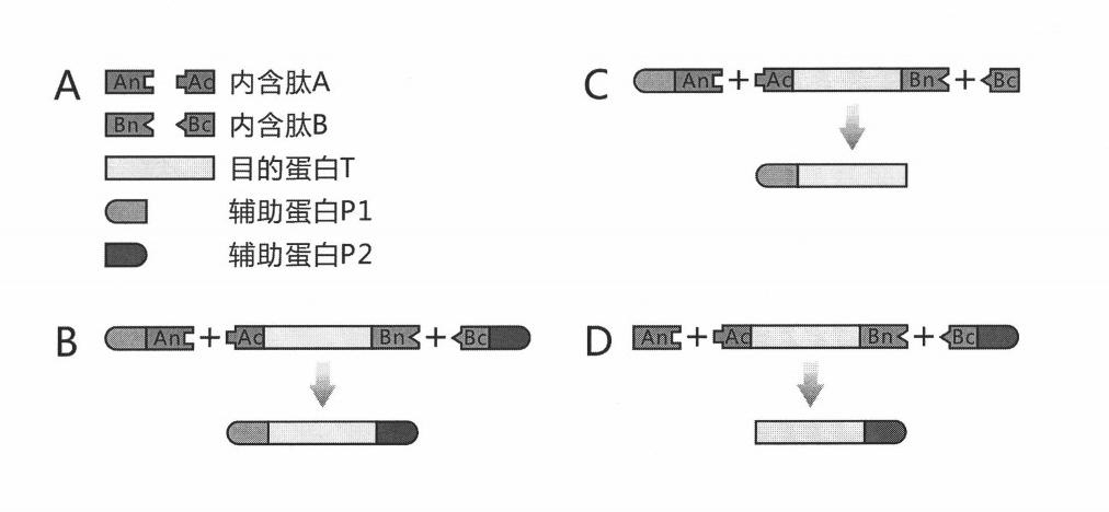 Method for modeling production of fusion protein by utilizing trans-splicing of intein