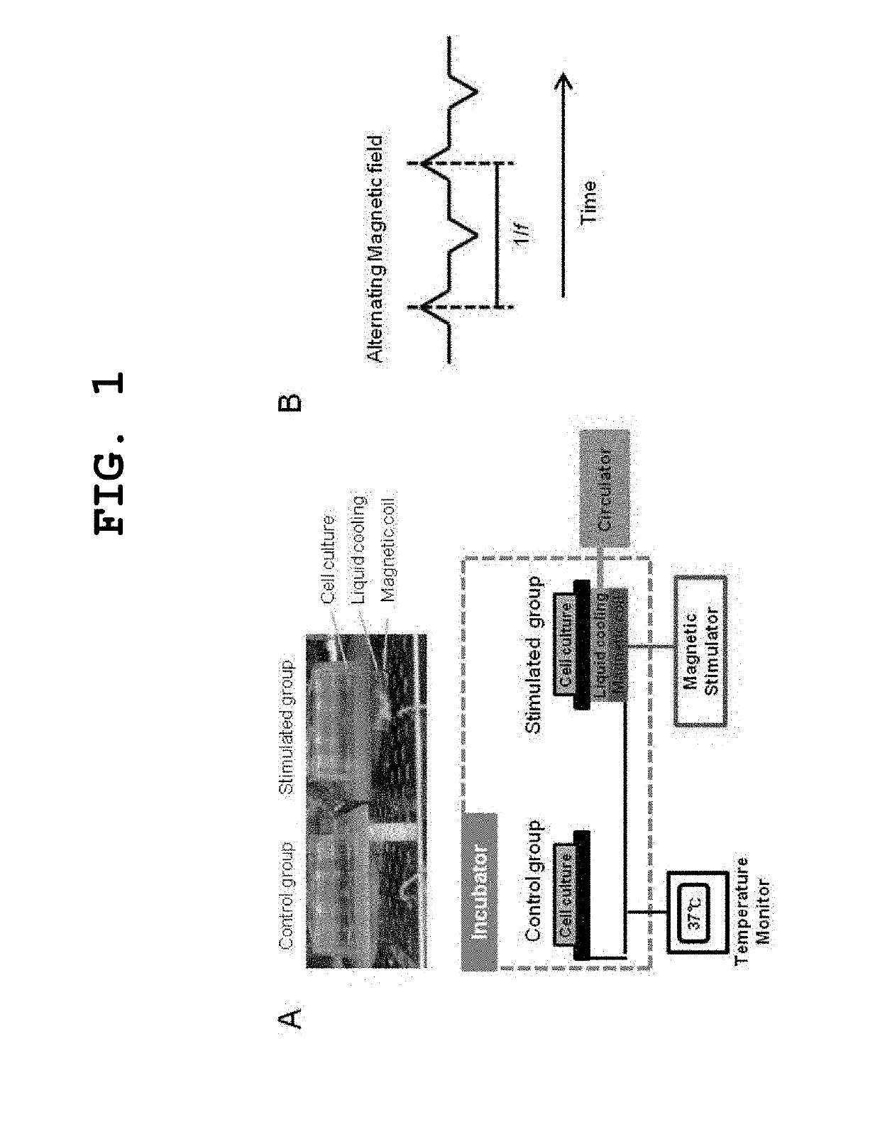 Alternative magnetic stimulating system for preventing or treating brain tumor growth