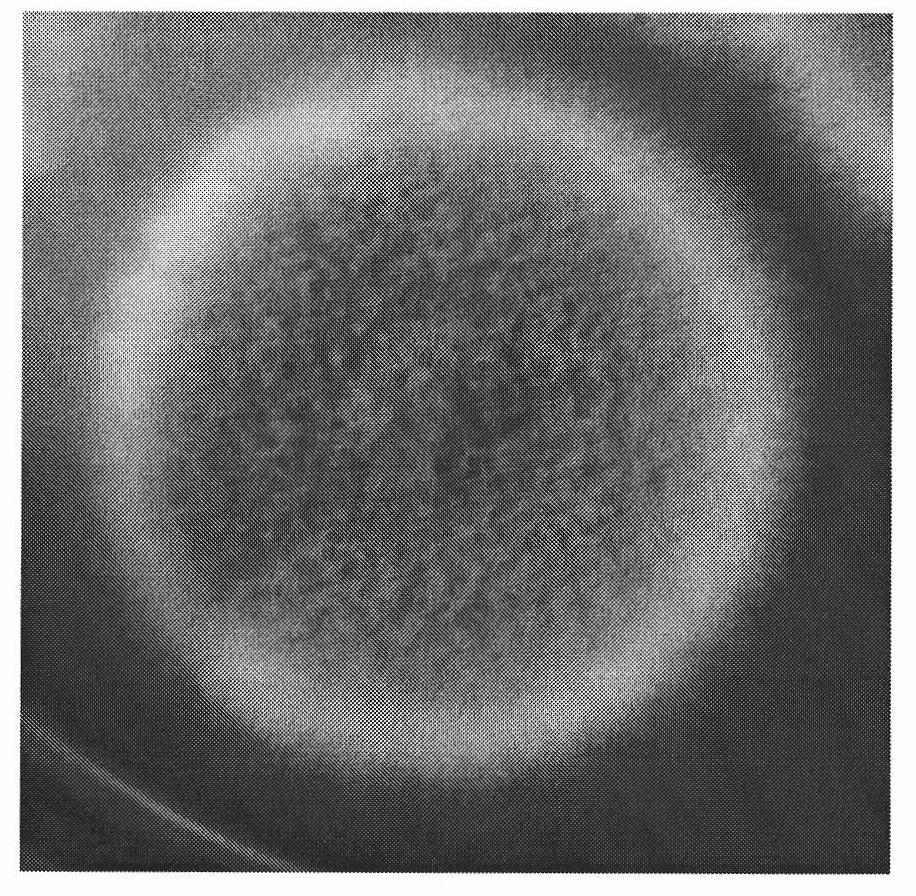 Aspergillus fumigatus and application thereof